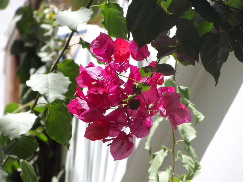 Riad Les Bougainvilliers Marrakesh Exteriör bild